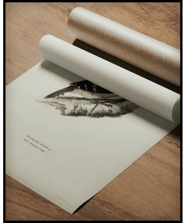 Dendrocopos Major Poster