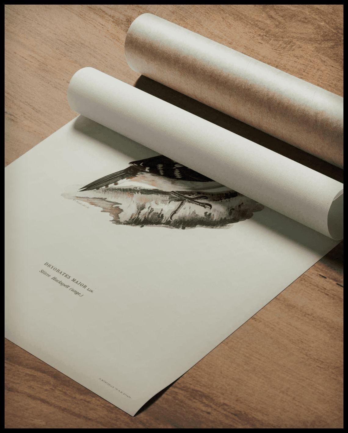 Dendrocopos Major Poster