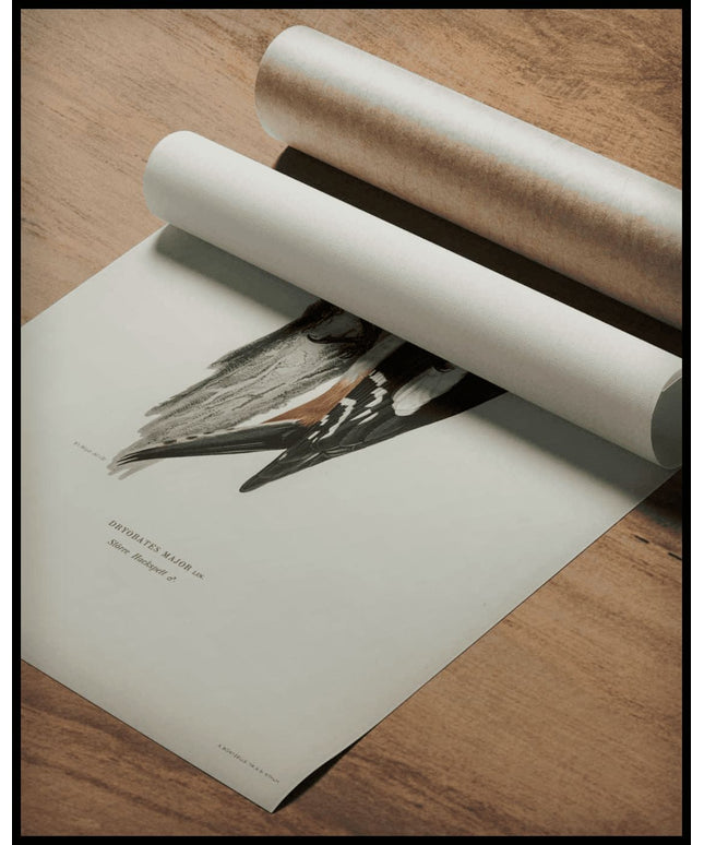 Dryobates Major Poster