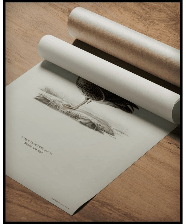 Anser Albifrons Poster