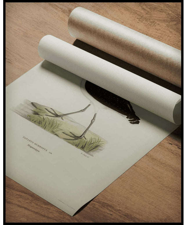 Totanus Ochropus Poster