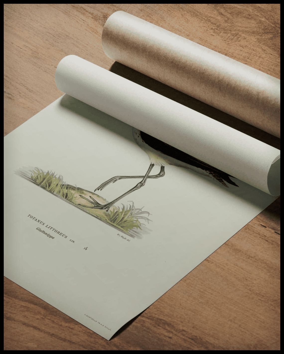 Totanus Littoreus Poster