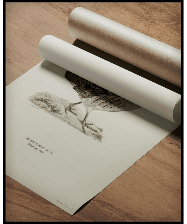 Perdix Perdix Poster