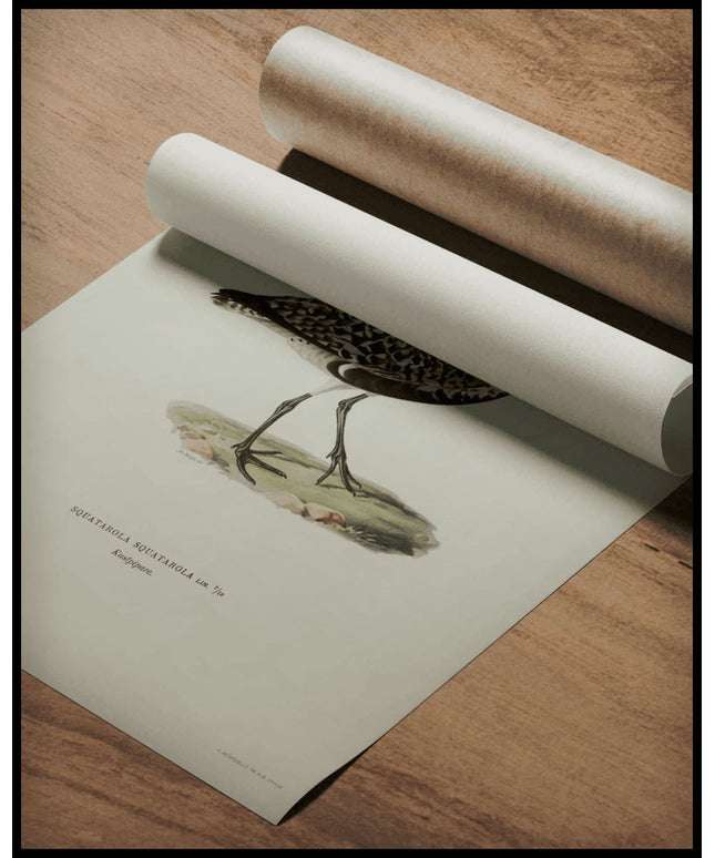 Squatarola Squatarola Poster