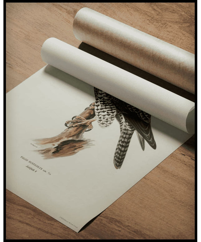 Falco Rusticolus Poster