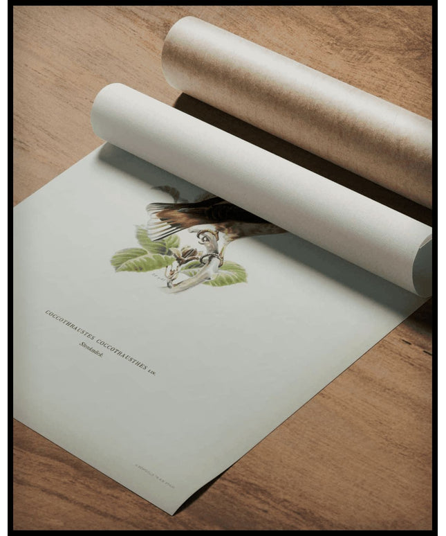 Coccothraustes Coccothraustes Poster