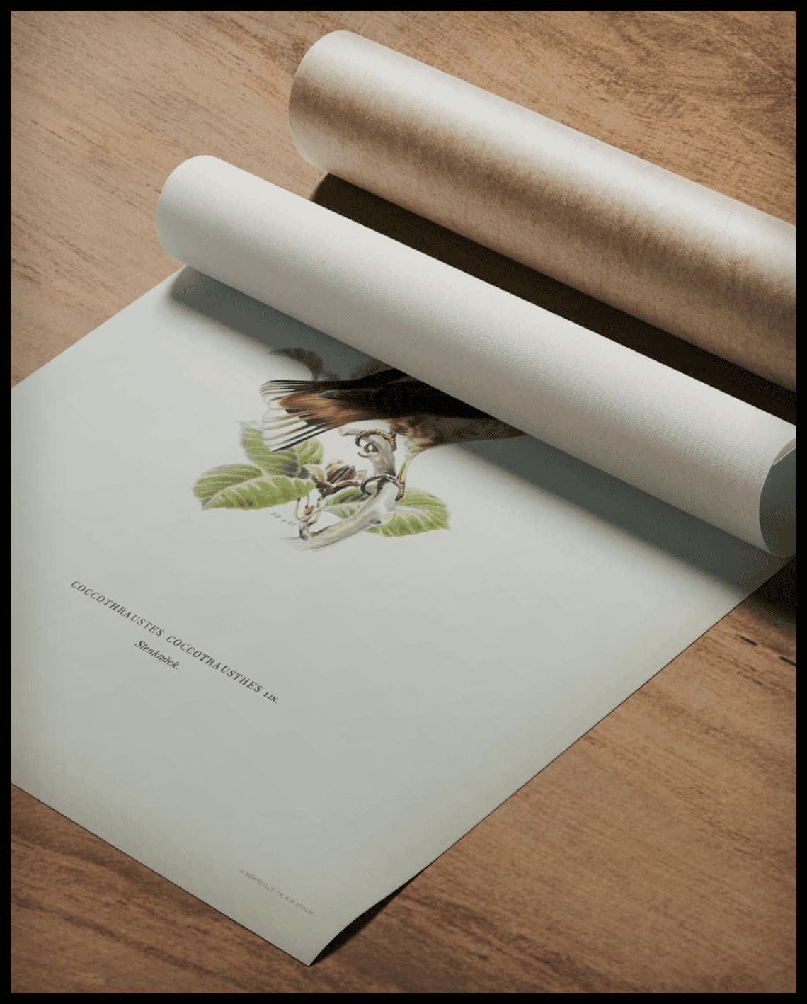 Coccothraustes Coccothraustes Poster