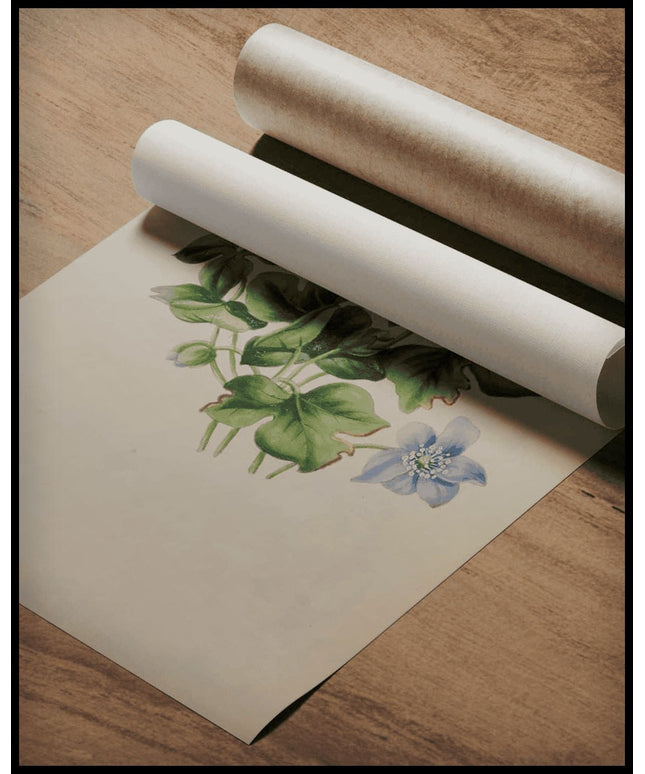 Leberblümchen Poster