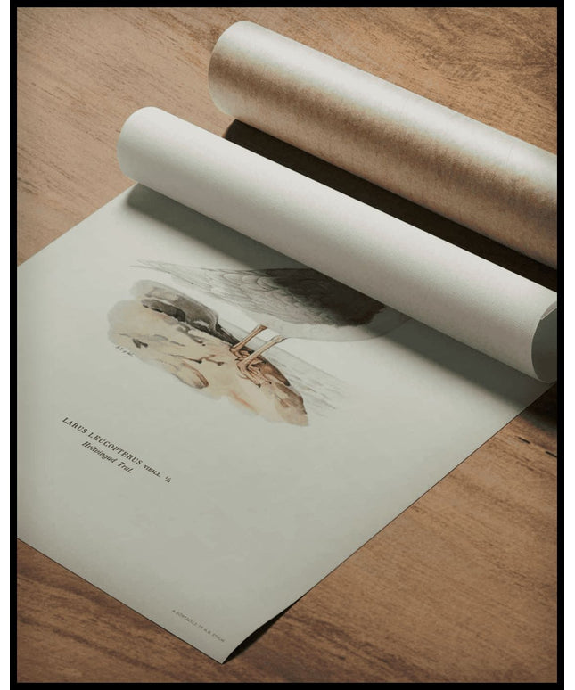 Larus Leucopterus Poster