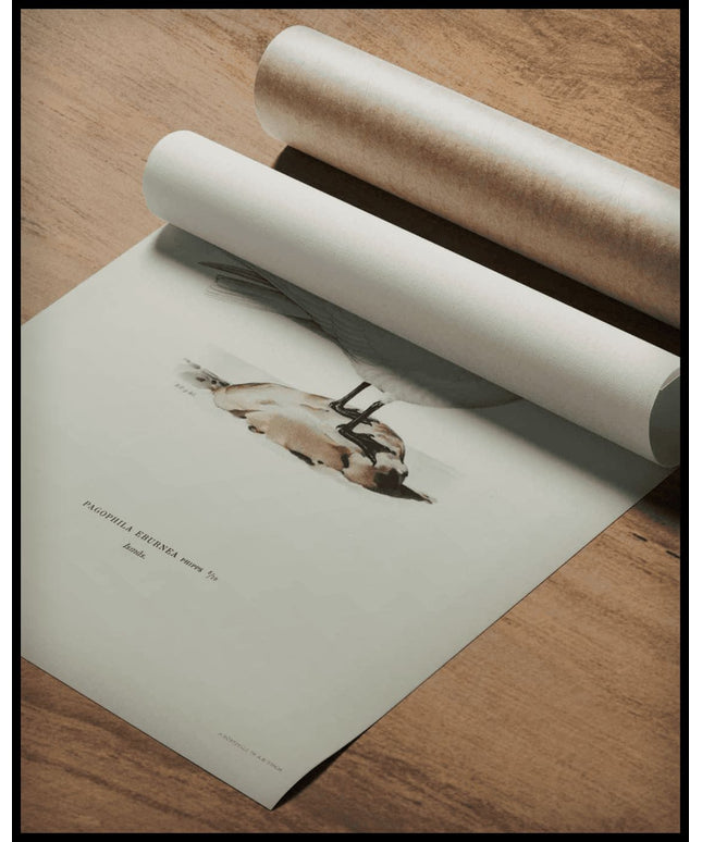 Pagophila Eburnea Poster