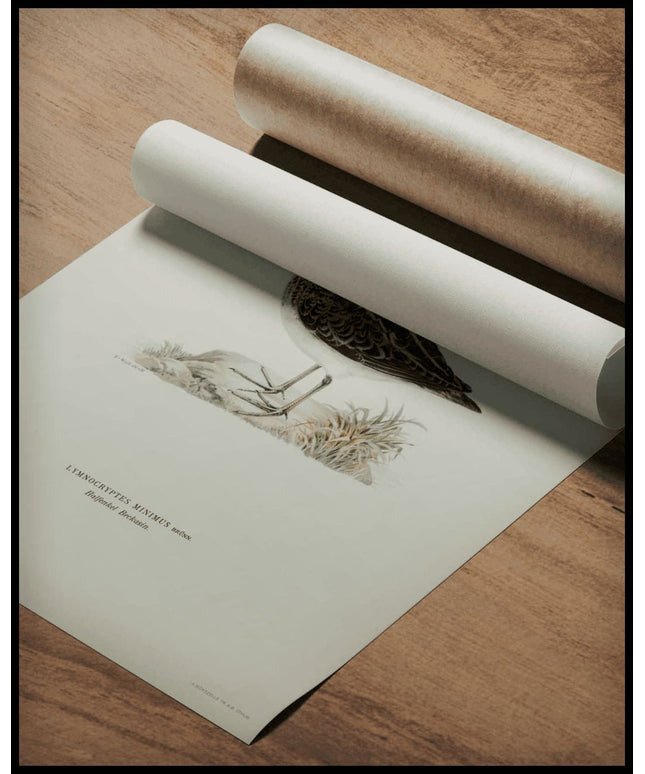 Lymnocryptes Minimus Poster