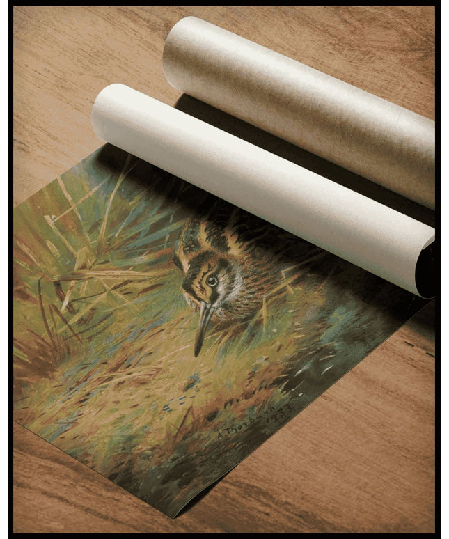 Zwergschnepfen Poster