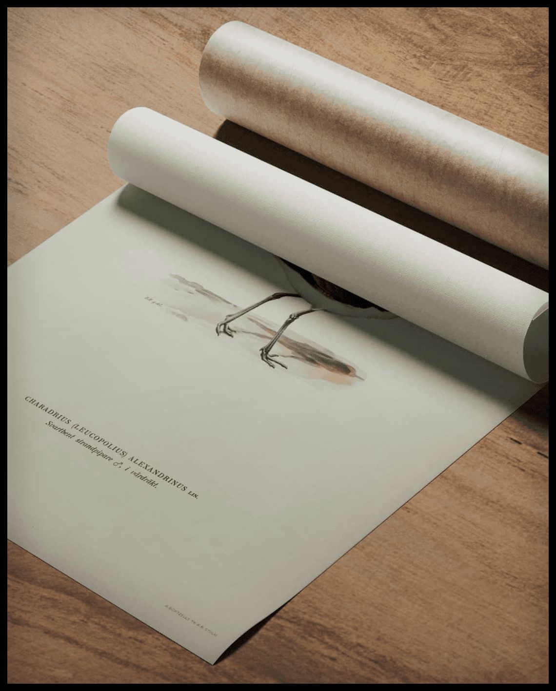 Charadrius Alexandrinus Poster