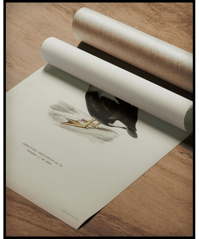 Somateria Spectabilis Poster