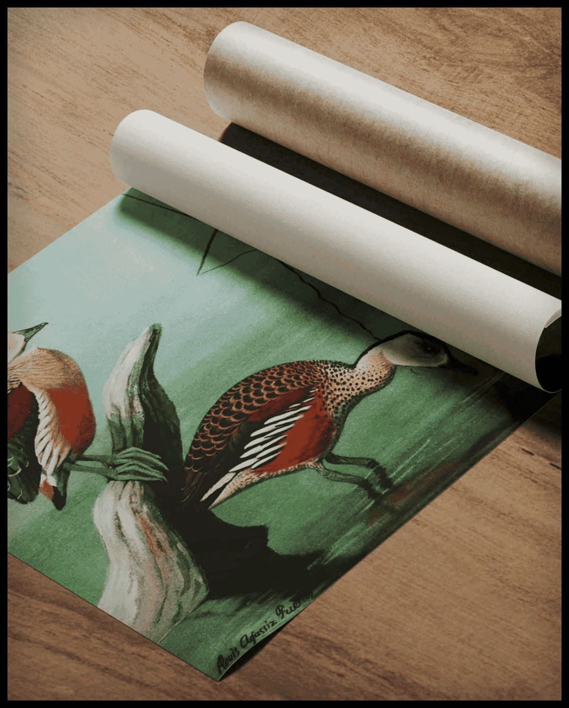 Java Whistling Duck Poster