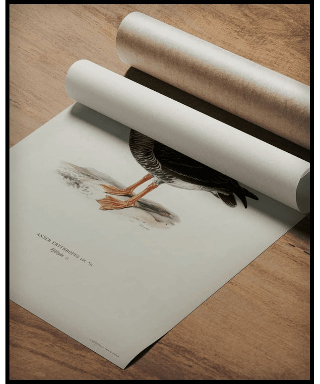 Anser Erythropus Poster