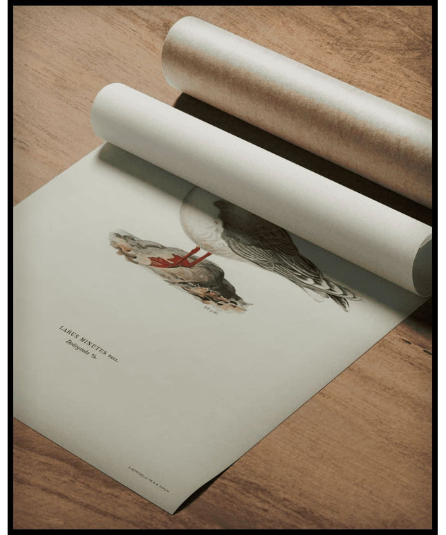 Larus Minutus Poster