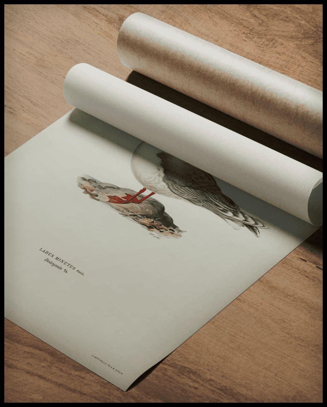 Larus Minutus Poster