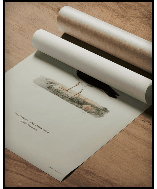 Charadrius Dubius Poster