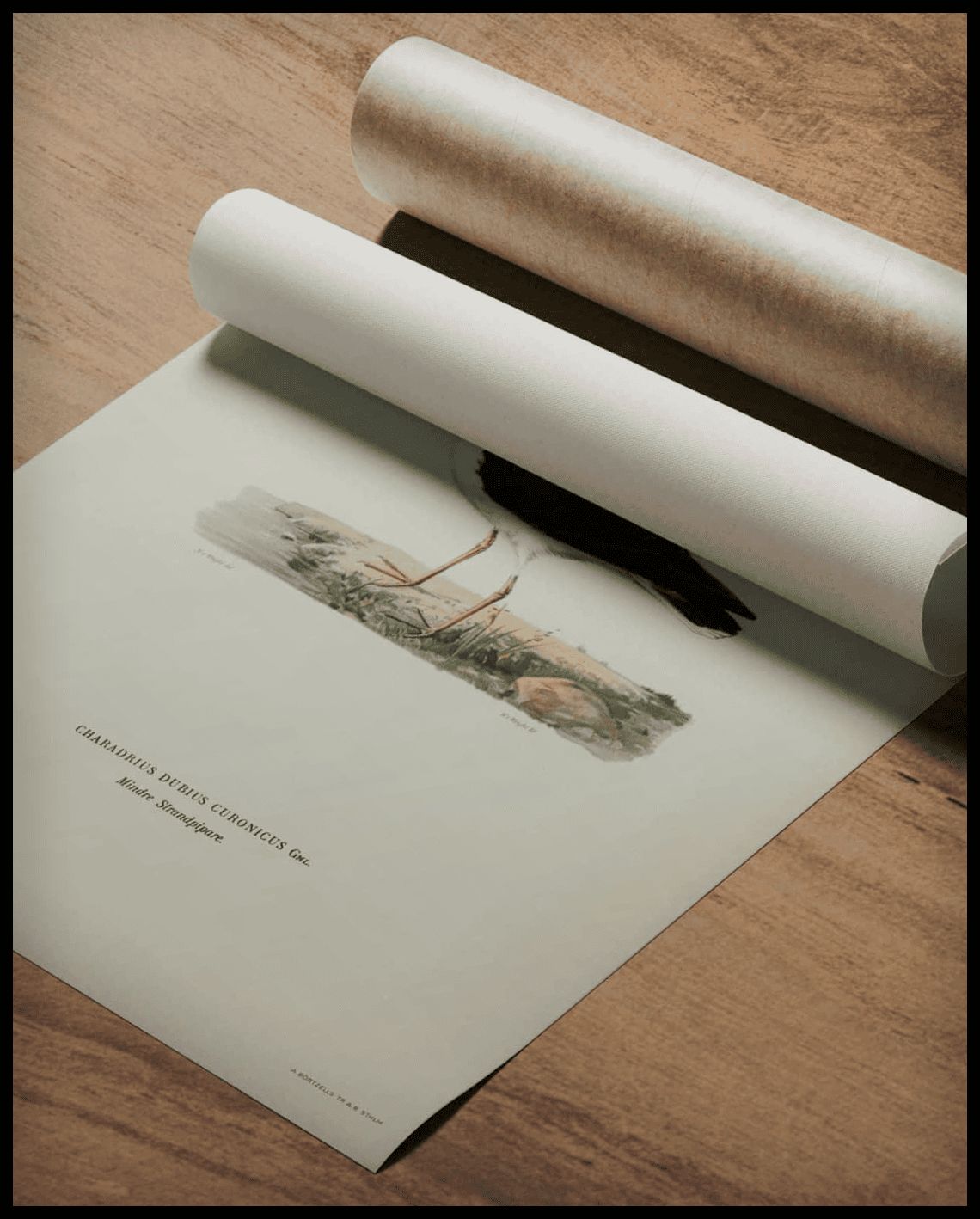 Charadrius Dubius Poster