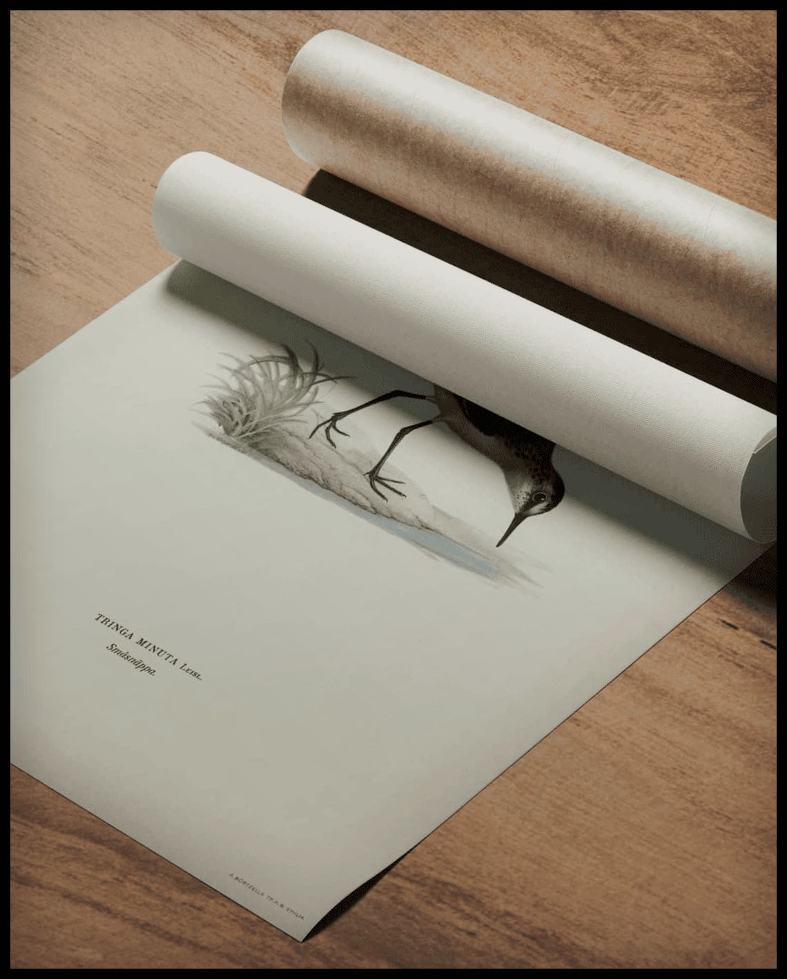 Tringa Minuta Poster