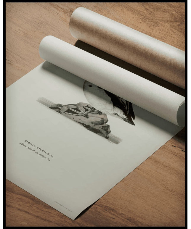 Harelda Hyemalis Poster