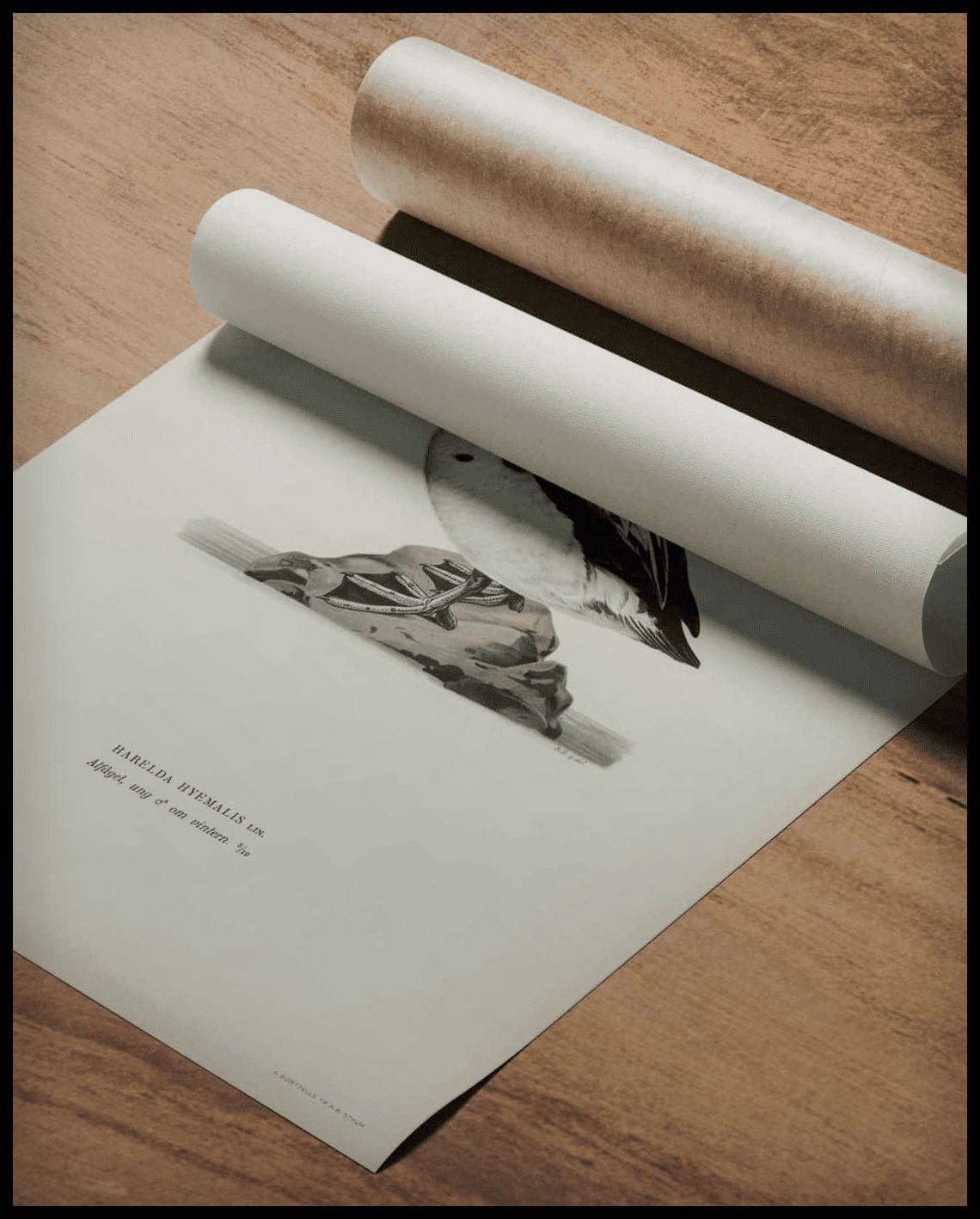 Harelda Hyemalis Poster
