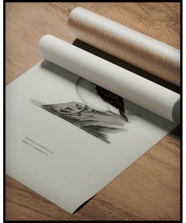 Clangula Hyemalis Poster