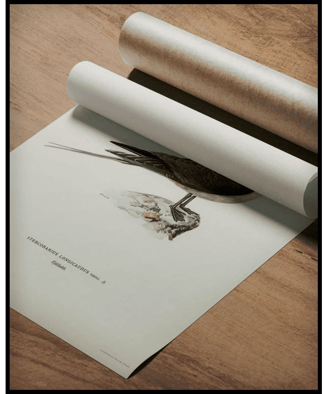 Stercorarius Longicaudus Poster