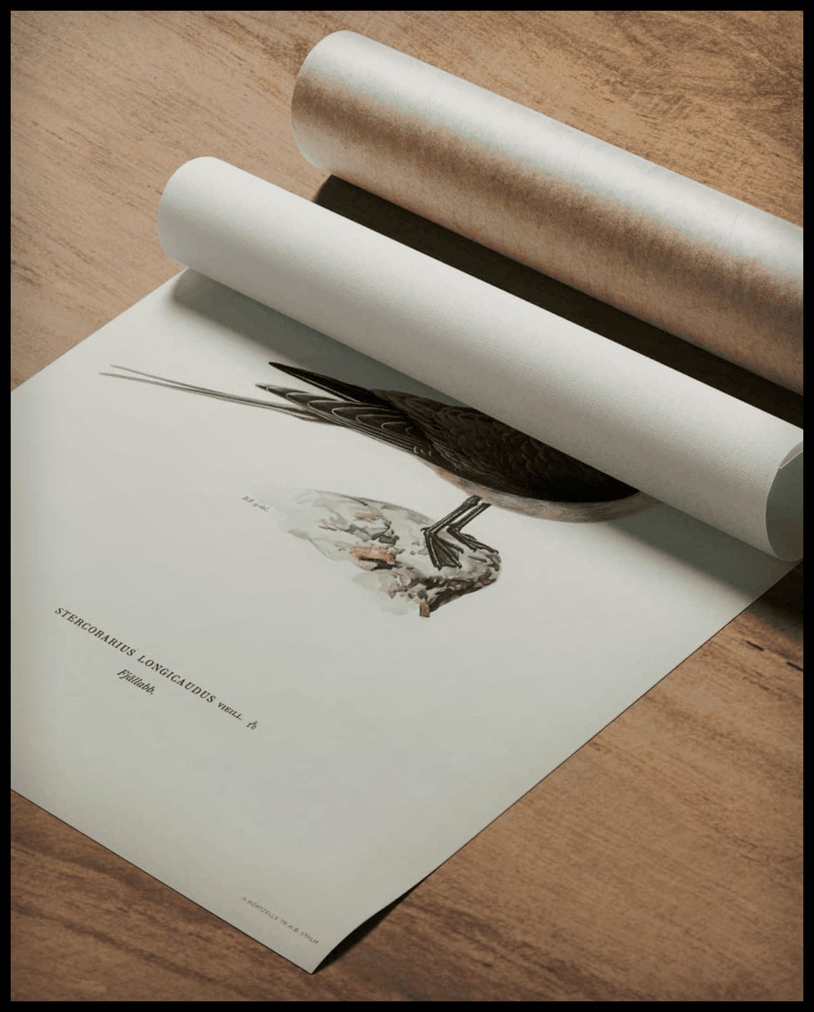 Stercorarius Longicaudus Poster