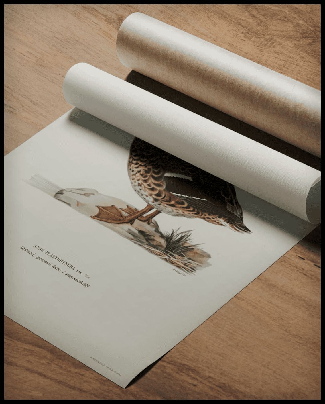 Anas Platyrhynchos Poster