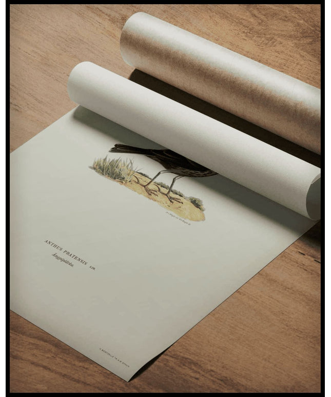 Anthus Pratensis Poster
