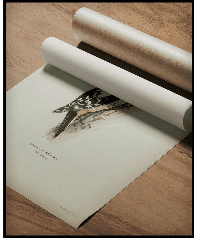 Dryobates Medius Poster