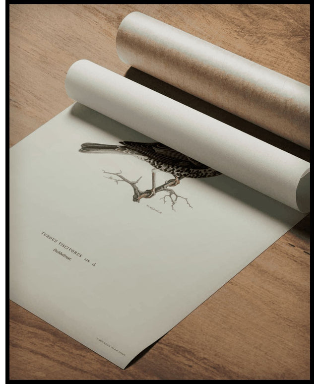 Turdus Viscivorus Poster