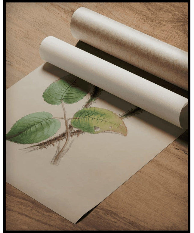 Moschus-Malve Poster