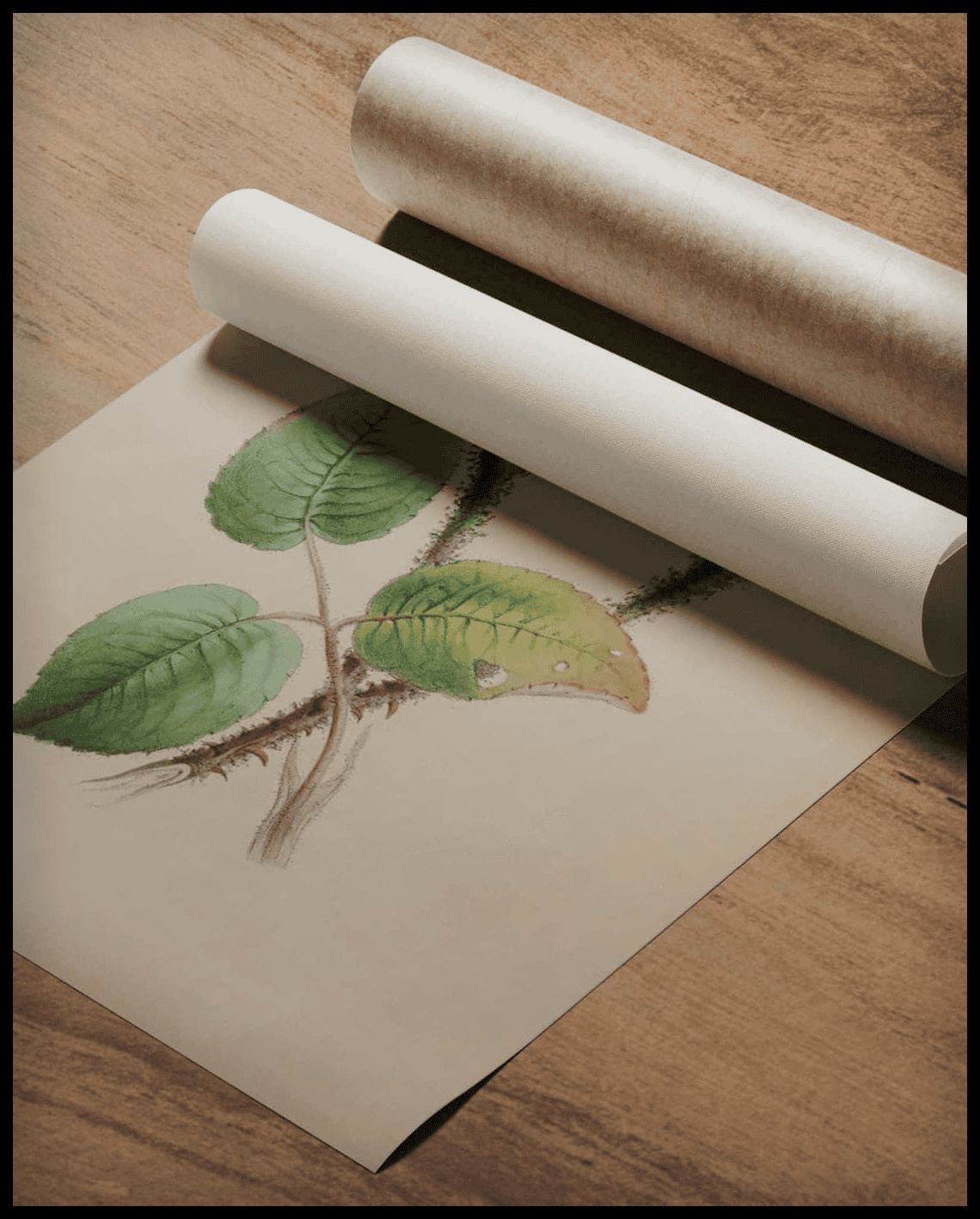 Moschus-Malve Poster