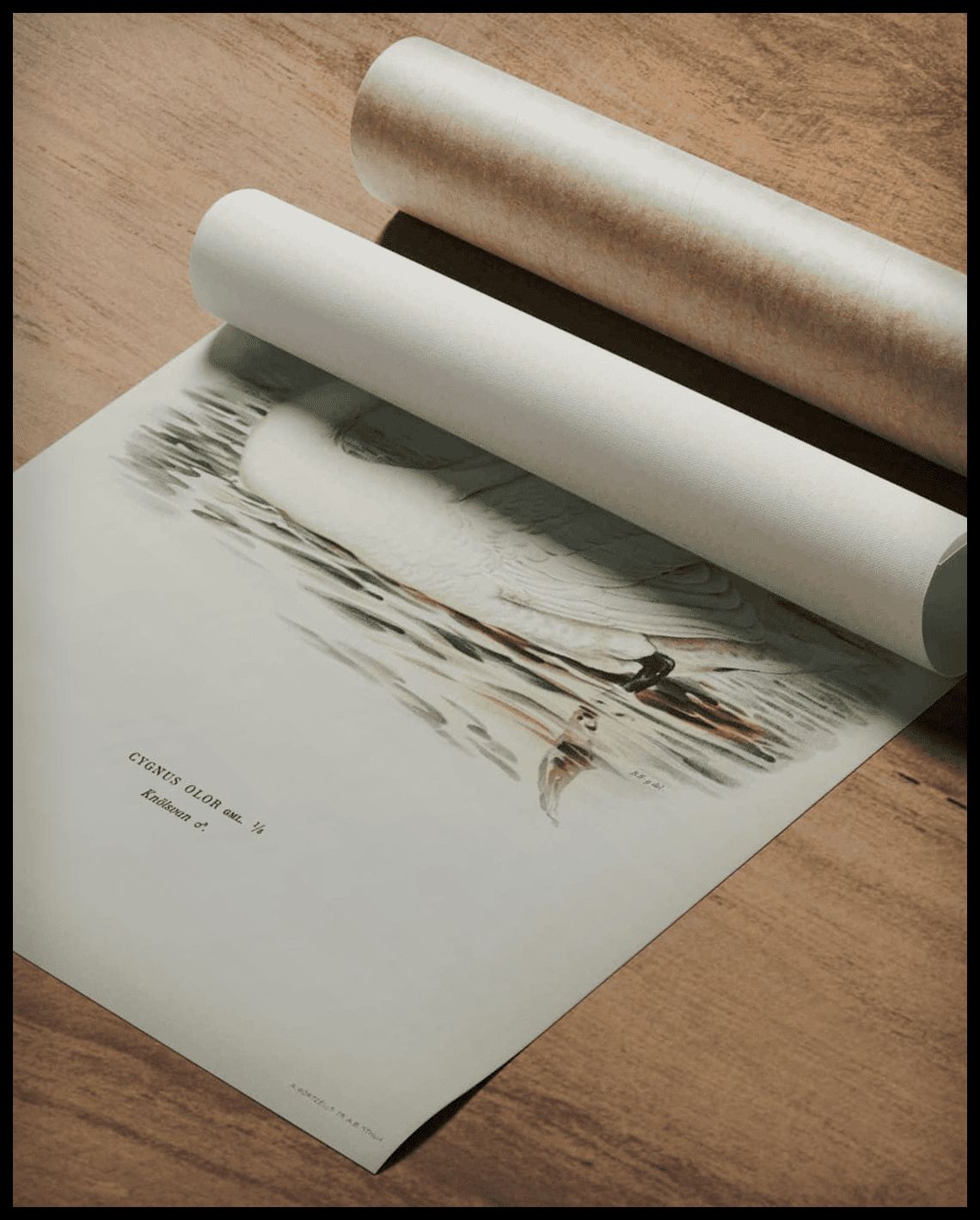 Cygnus Olor Poster