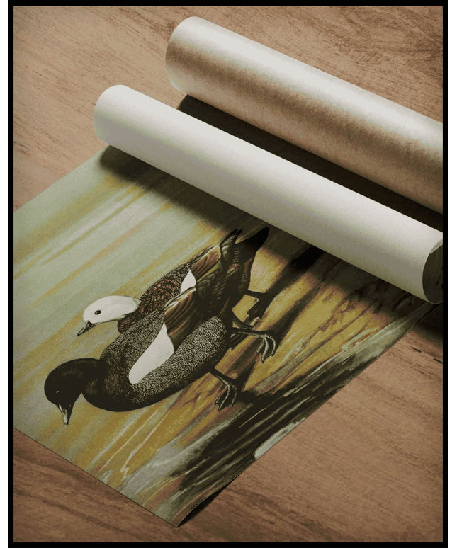 Saumschnabelente Poster