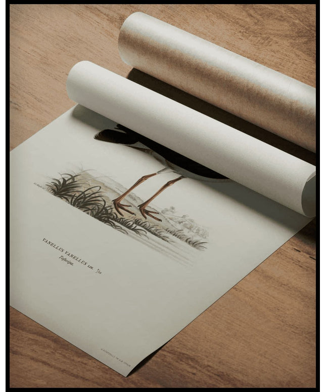 Vanellus Vanellus Poster