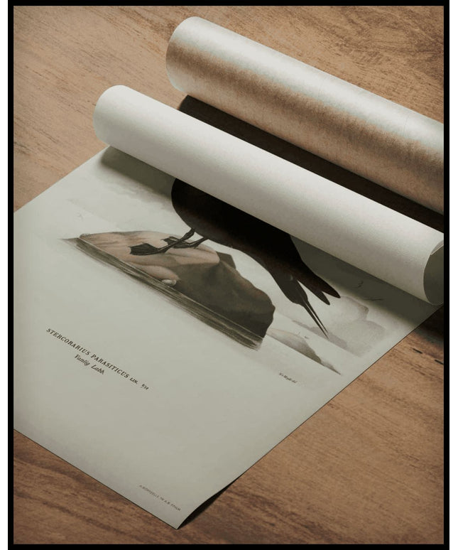 Stercorarius Parasiticus Poster