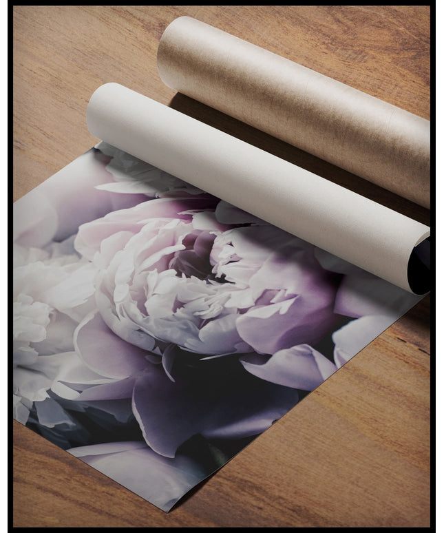 Ein Poster von üppigen Pfingstrosen in verschiedenen zarten Farbtönen, gerollt auf einer Holzoberfläche liegend