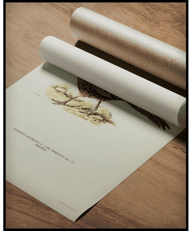 Phasianus Colchicus Poster