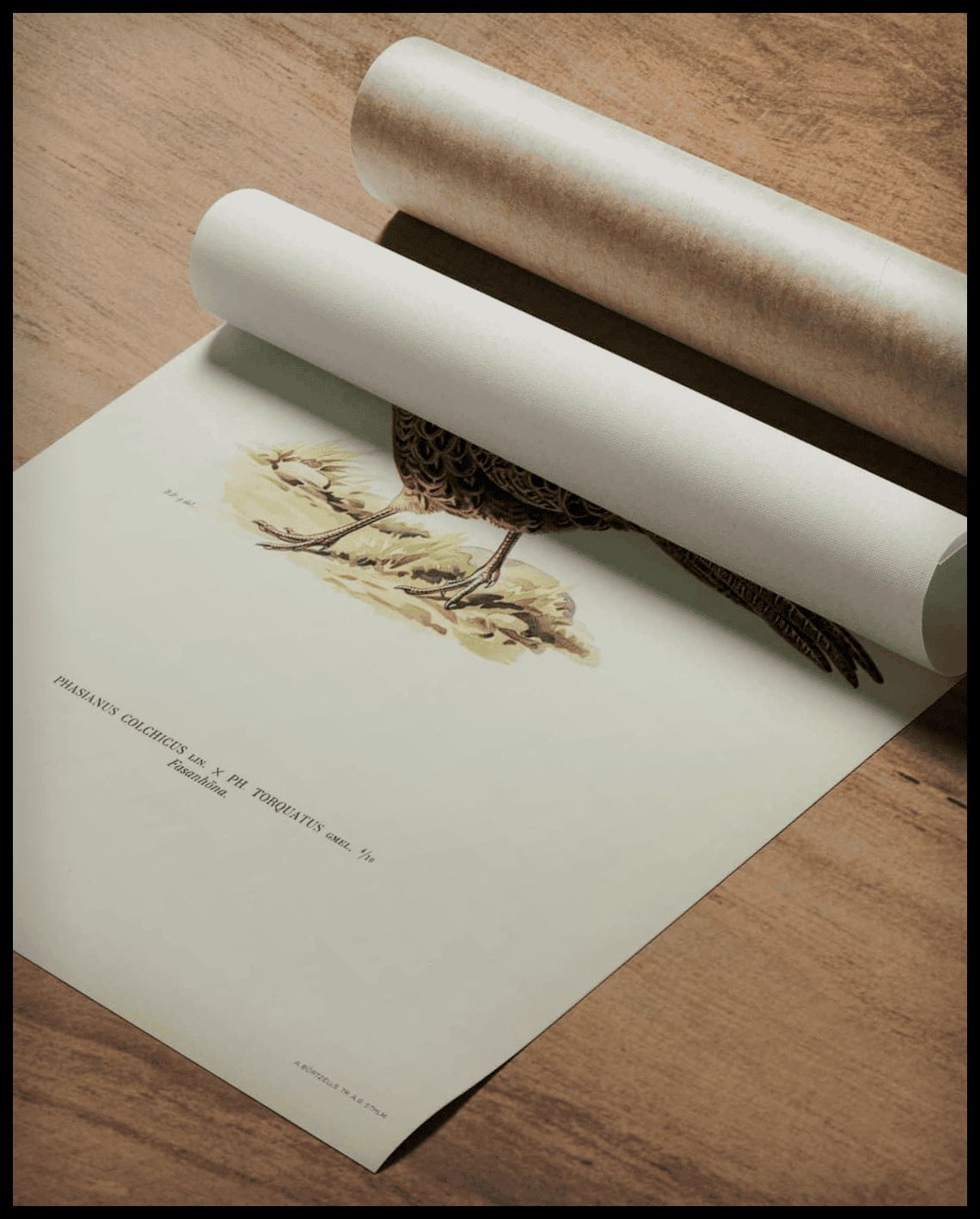 Phasianus Colchicus Poster