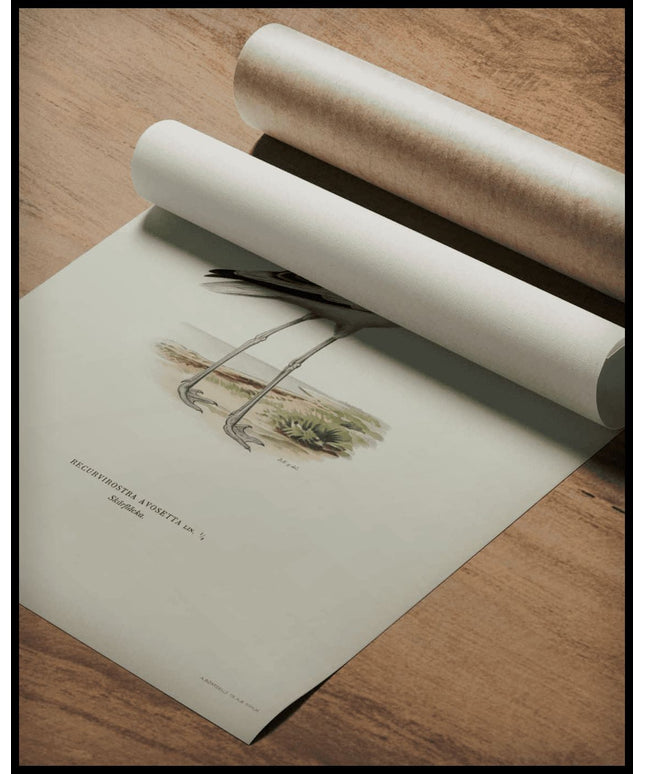 Recurvirostra Avosetta Poster