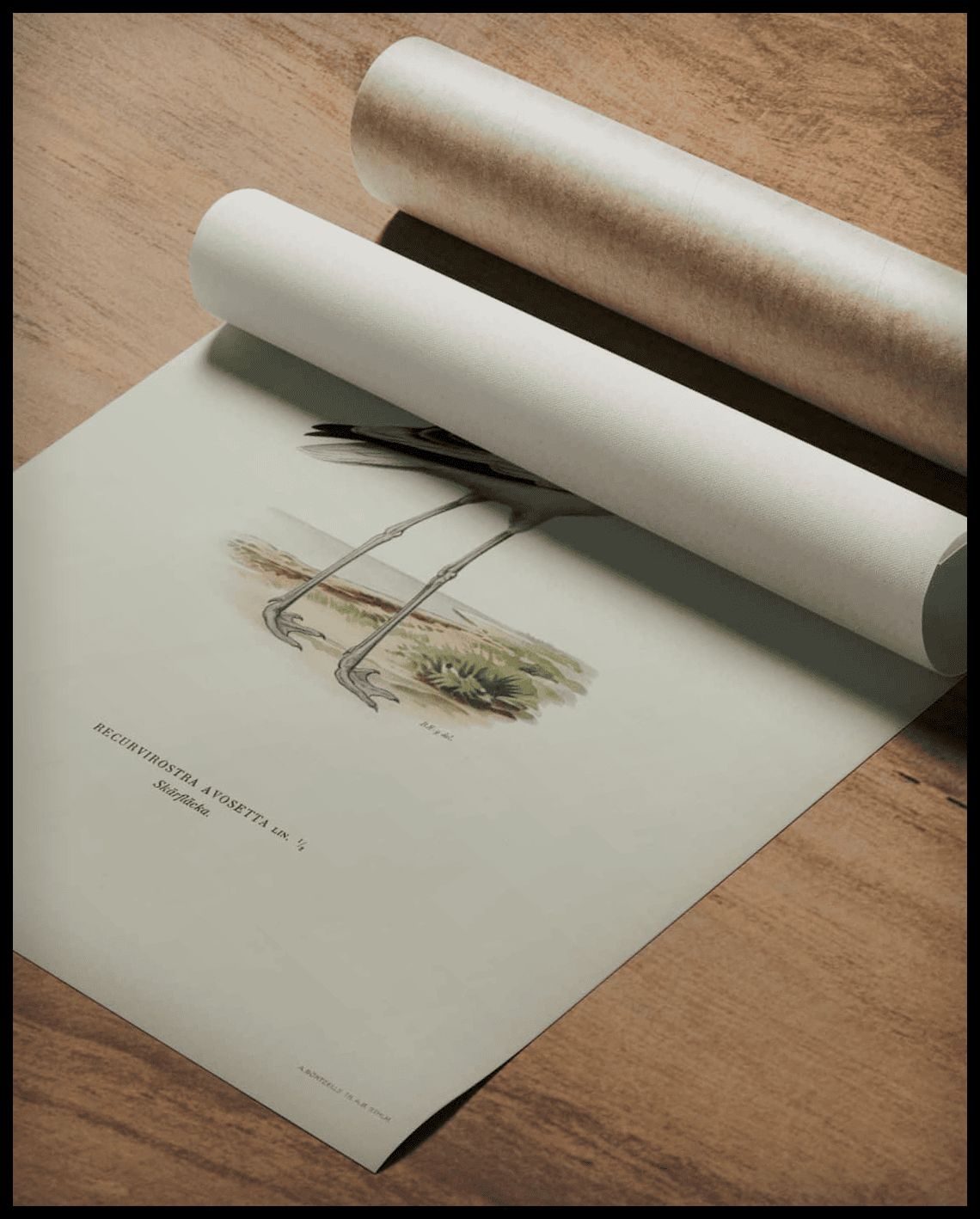 Recurvirostra Avosetta Poster