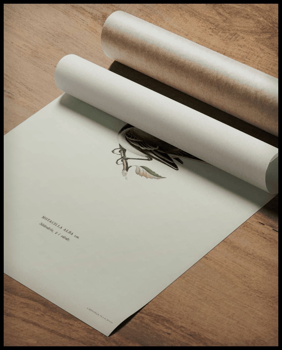 Motacilla Alba Poster