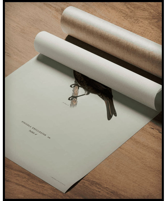 Pinicola Enucleator Poster