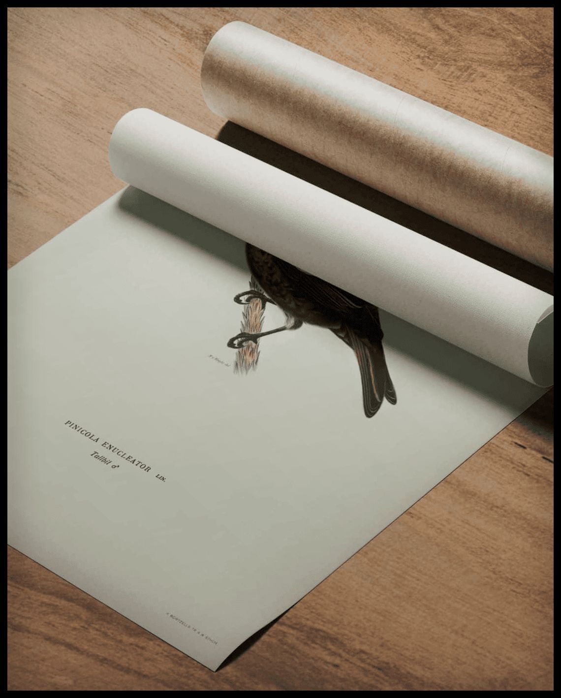 Pinicola Enucleator Poster