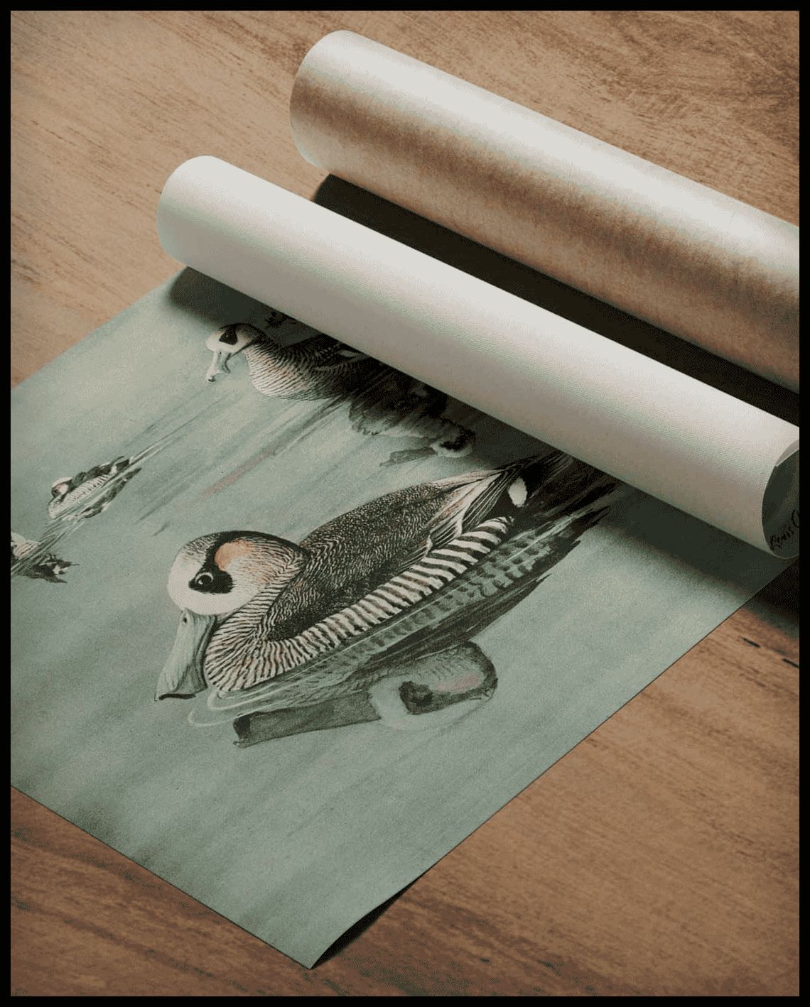 Rose-eared Duck Poster
