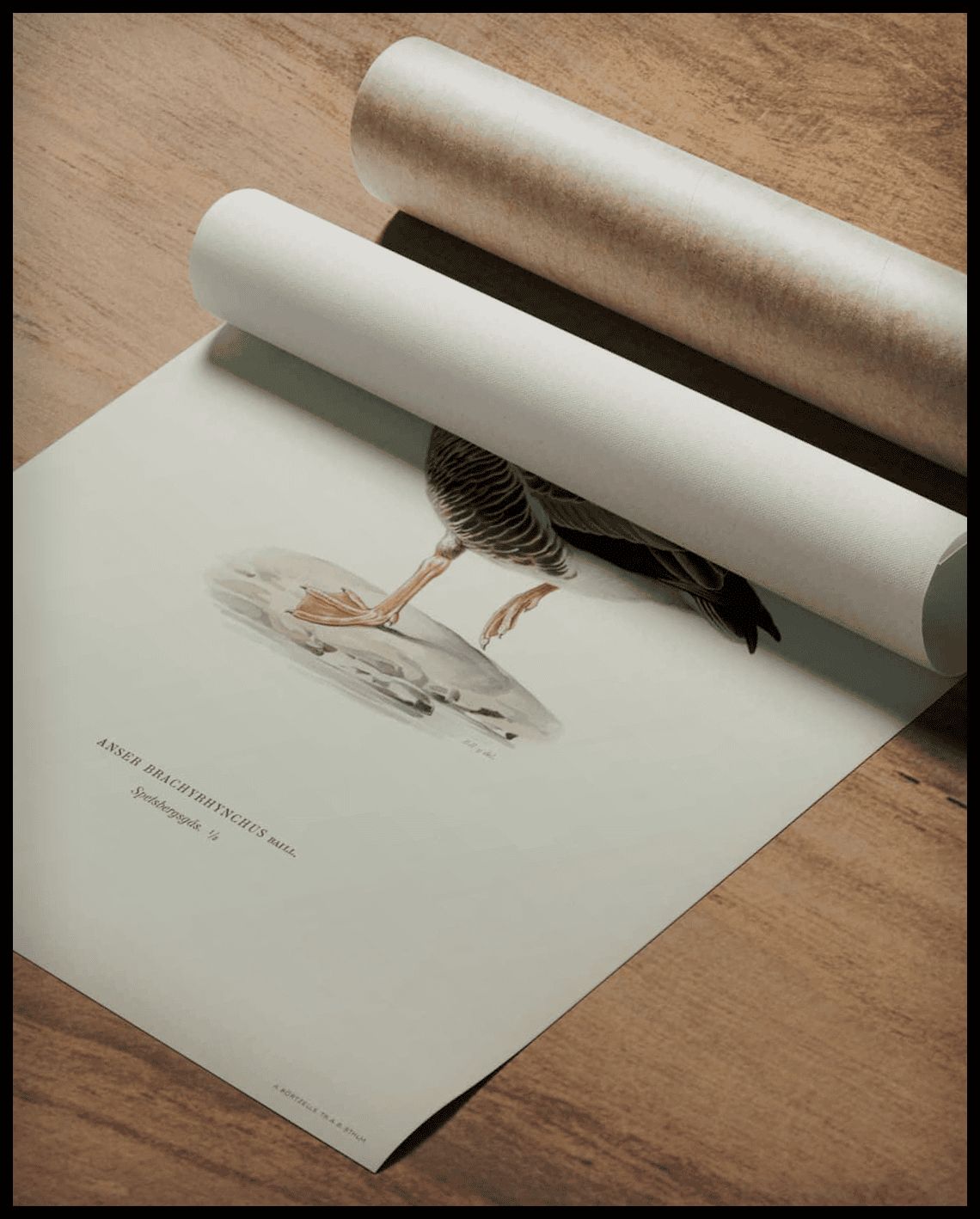 Anser Brachyrhynchus Poster